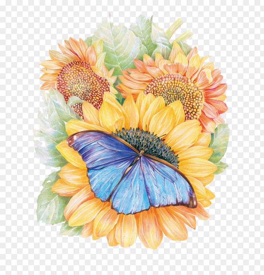 Sunflower Monarch Butterfly Flower Drawing Painting PNG