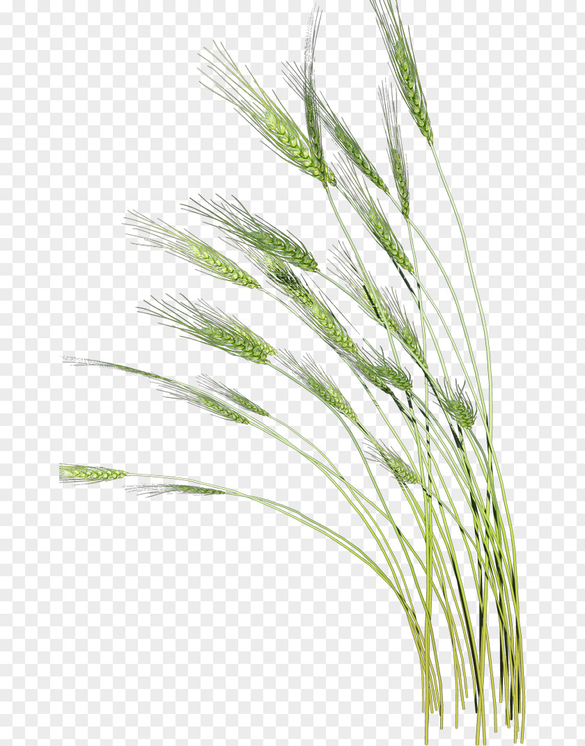 Barley Wheat Vaisakhi PNG