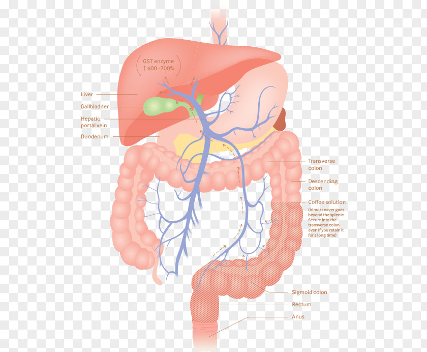 Coffee Enema Detoxification Gerson-Therapie PNG