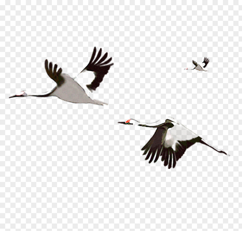 Crane Fly Flight Water Bird PNG