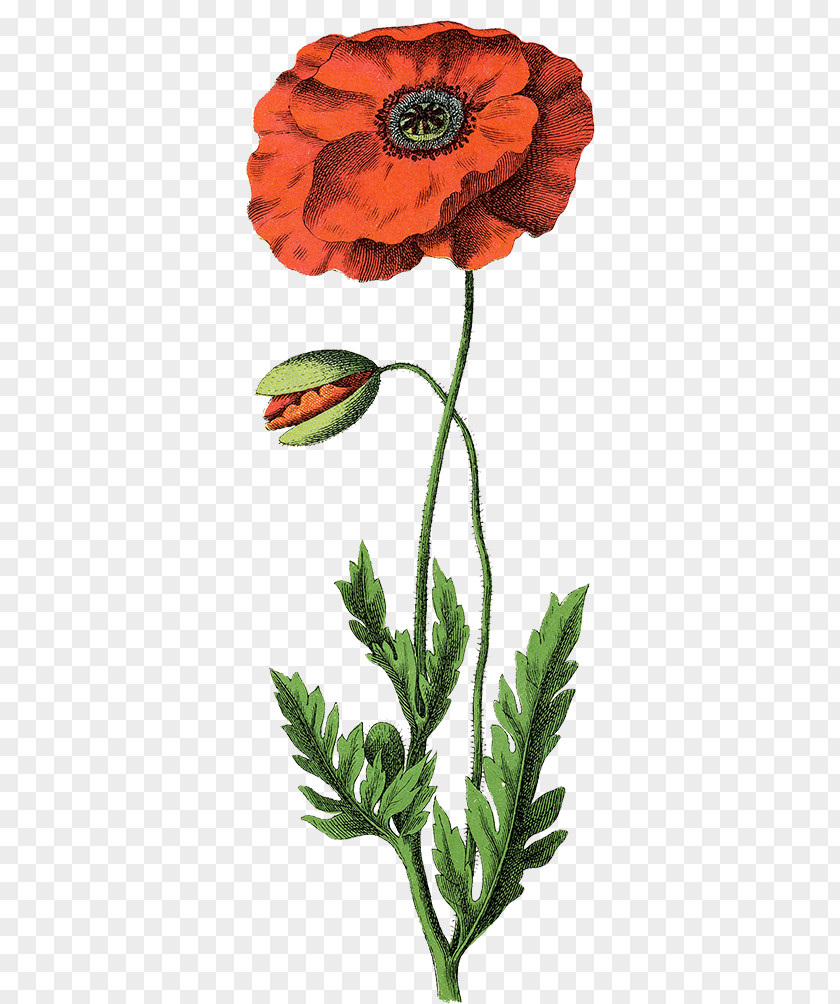 Flower Common Poppy Botanical Illustration Botany Opium PNG