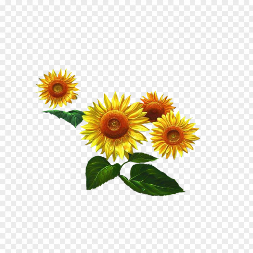 Sunflower Common Seed PNG