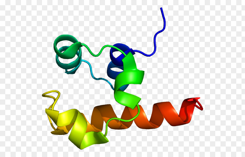 TP63 P53 P63 P73 Family Protein Gene PNG