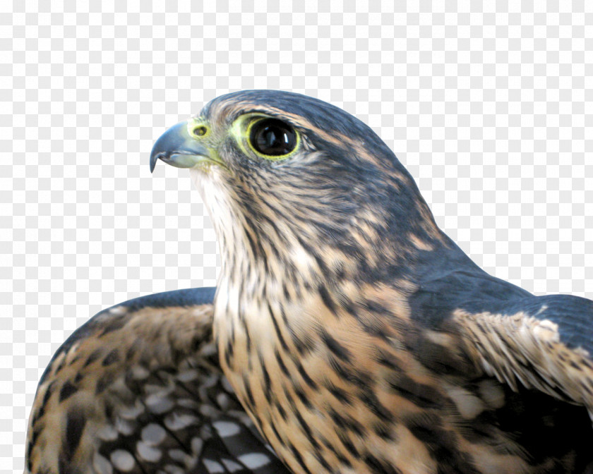 Wildlife Redtailed Hawk Golden Background PNG