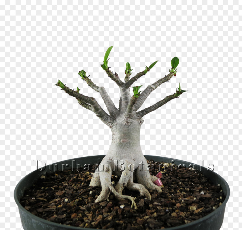 Inbox Sageretia Theezans Flowerpot Tree PNG