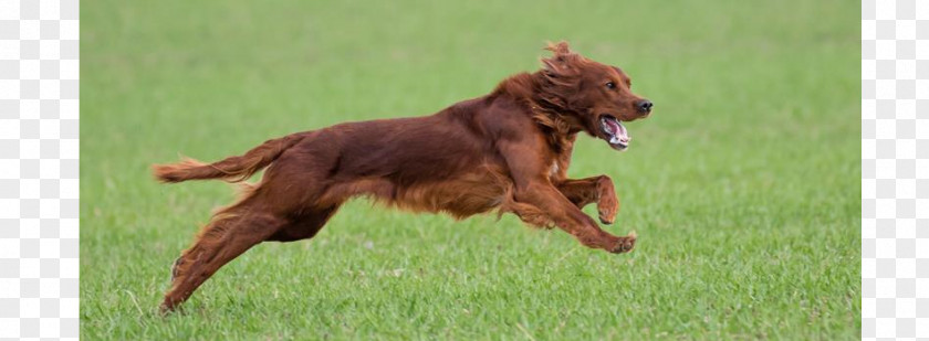 Irish Setter Nova Scotia Duck Tolling Retriever Red And White Dog Breed Hunting PNG