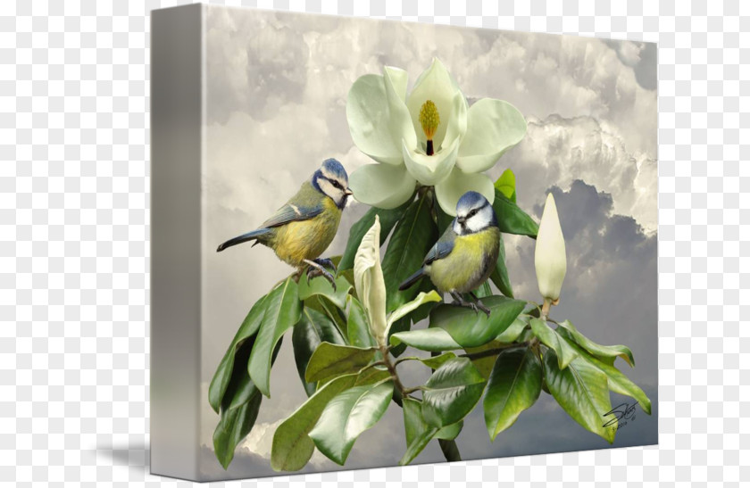 Magnolia Flower Painting Bird Art Floral Design PNG