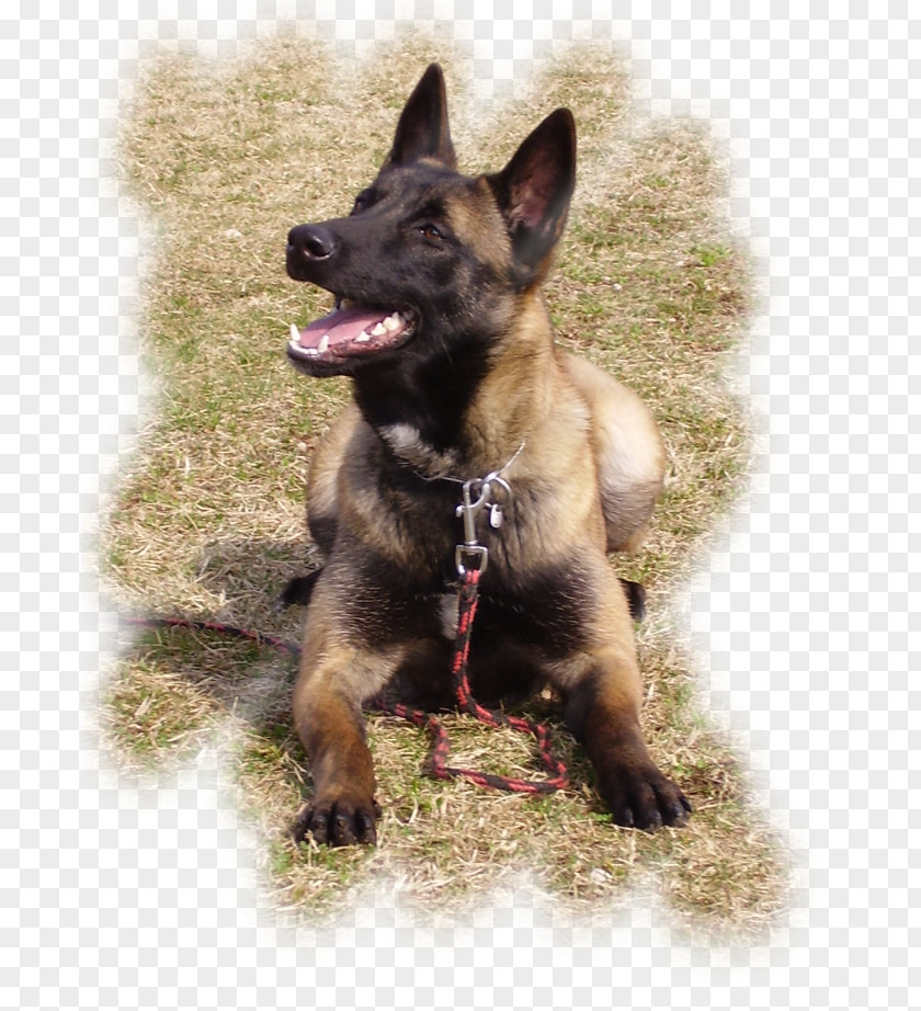 Malinois Old German Shepherd Dog Belgian King East-European PNG