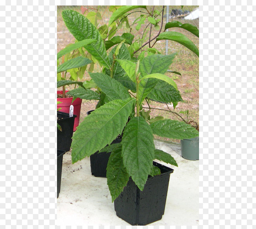 Plum Loquat Fruit Tree Leaf PNG