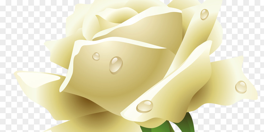 Rose Clip Art PNG