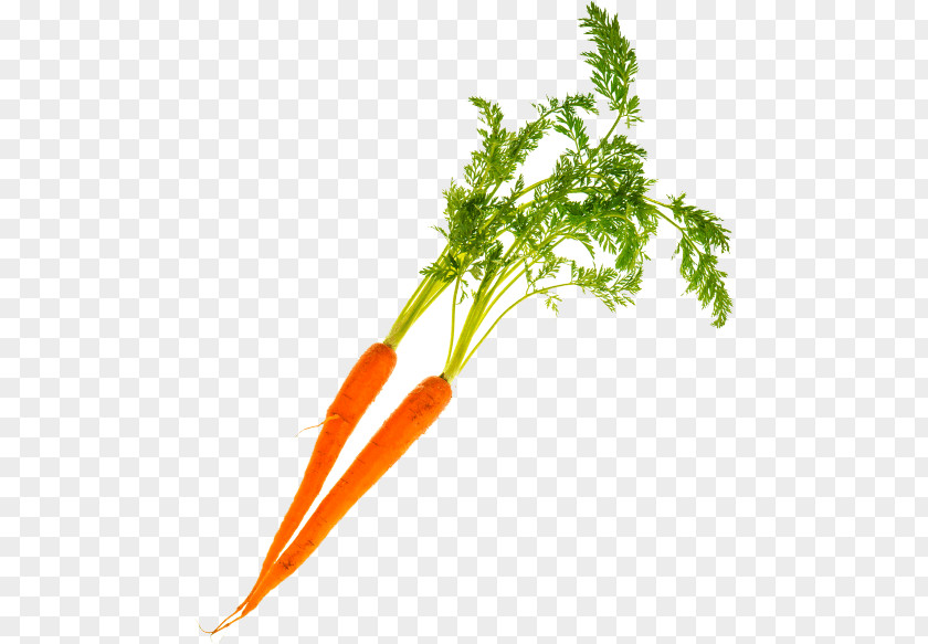 Chicory Root Greens Carrot PNG
