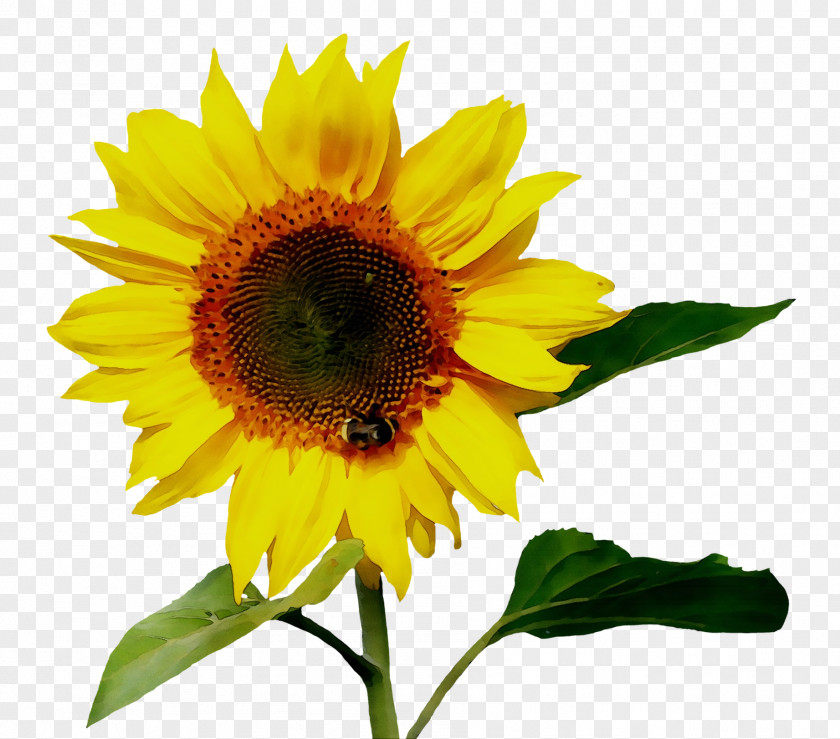 Common Sunflower Clip Art Image Drawing PNG
