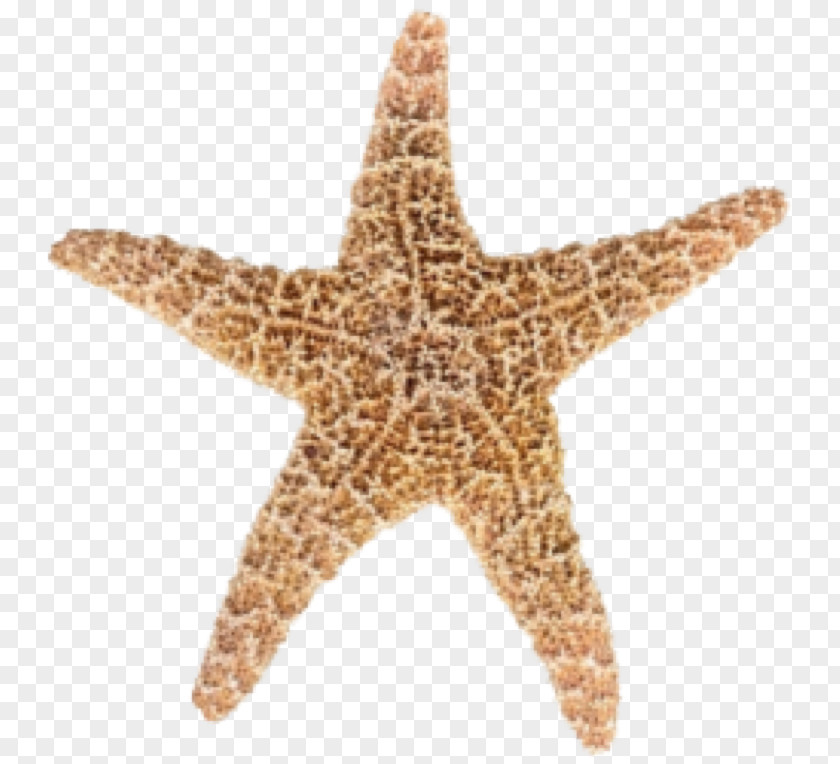 Designs Starfish Sea Urchin Longman Dictionary Of Contemporary English Animal Echinoderm PNG