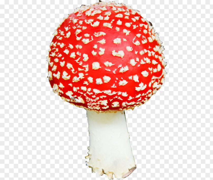 Red Mushroom Image Edible Fungus PNG