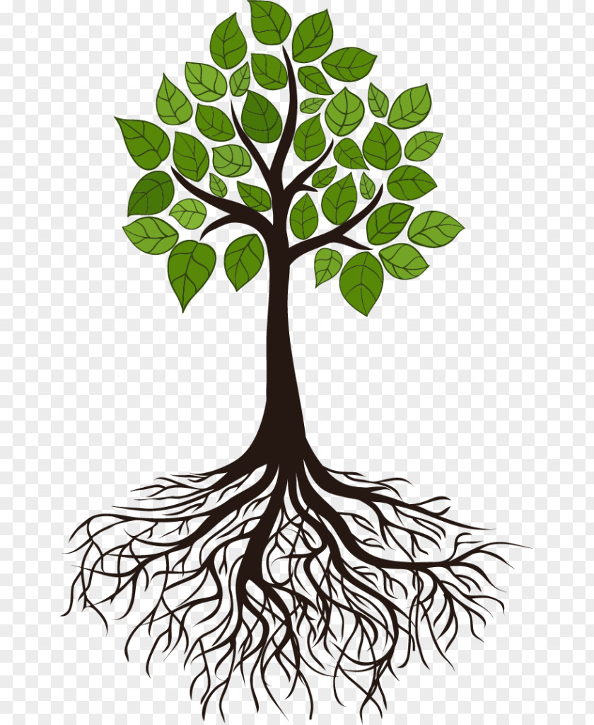 Root Tree Branch Clip Art PNG