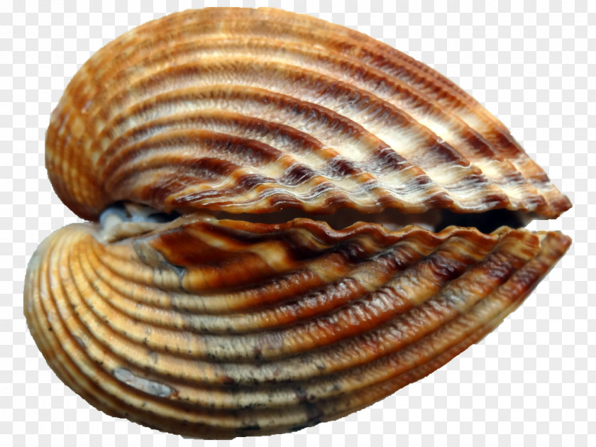 Seashell Cockle Conchology Mussel PNG