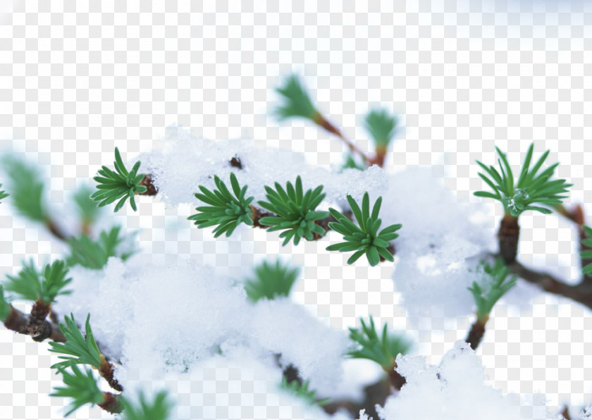 Snow Tree Branches Winter Plant Frost PNG
