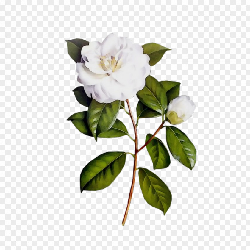 Camellia Rose Order Flowers Background PNG