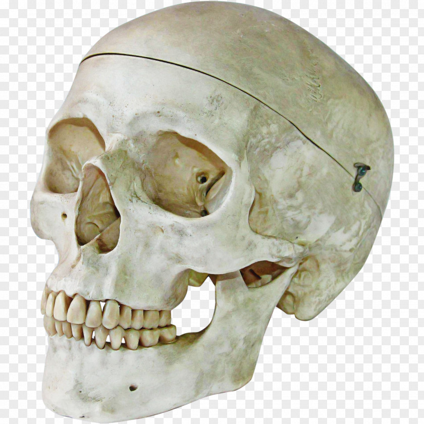 Ear Mouth Bone Skull Jaw Head Skeleton PNG