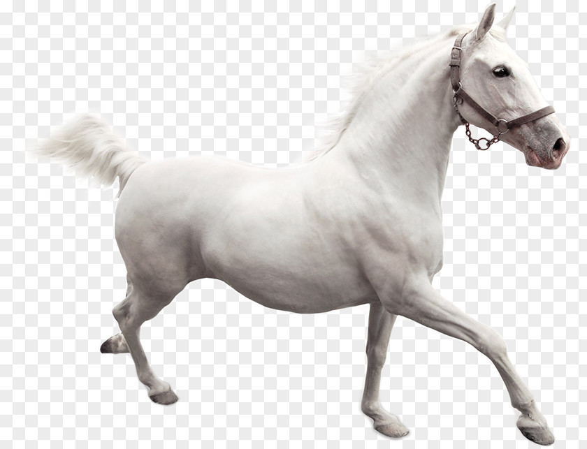 Mustang American Paint Horse Camargue Desktop Wallpaper Stallion PNG