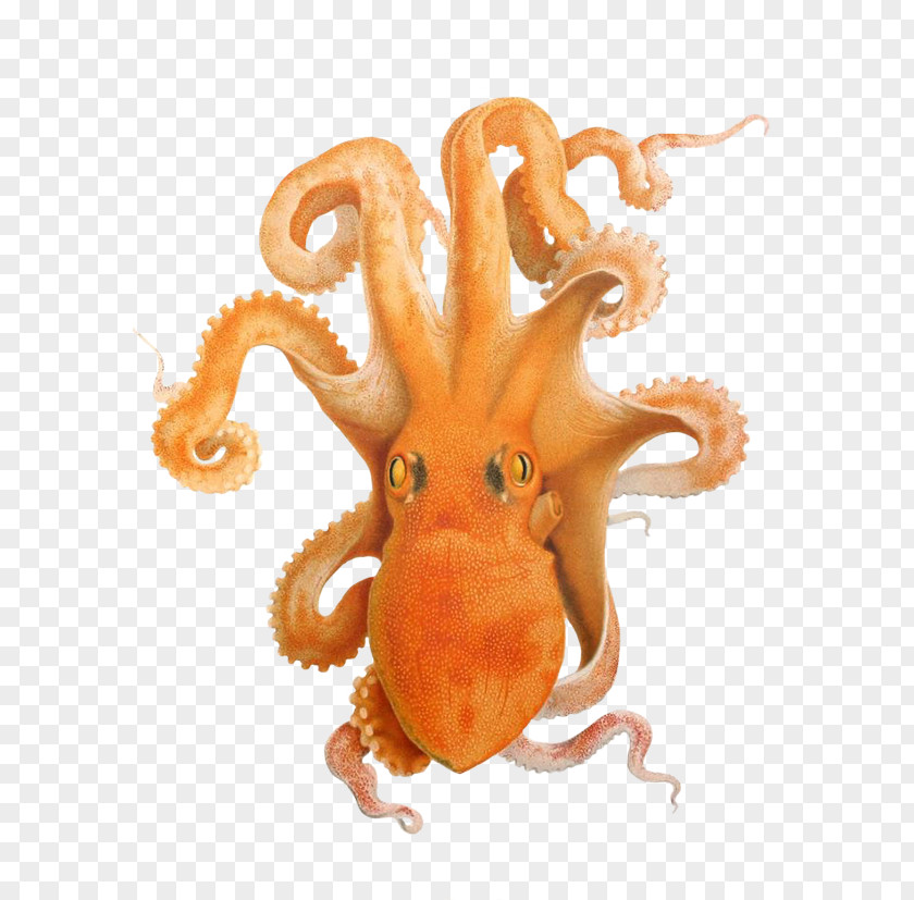 Octapus Gulf Of Naples Octopus Cephalopod Clip Art PNG