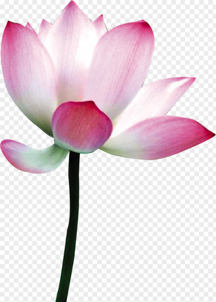 Physical Lotus Nelumbo Nucifera Flower Download PNG