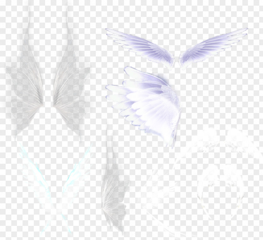 White Feathers Download Feather Google Images Wallpaper PNG