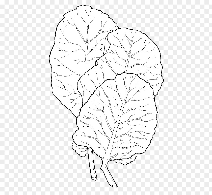 Leaf Line Art Drawing Organ White PNG art White, Collard Greens clipart PNG