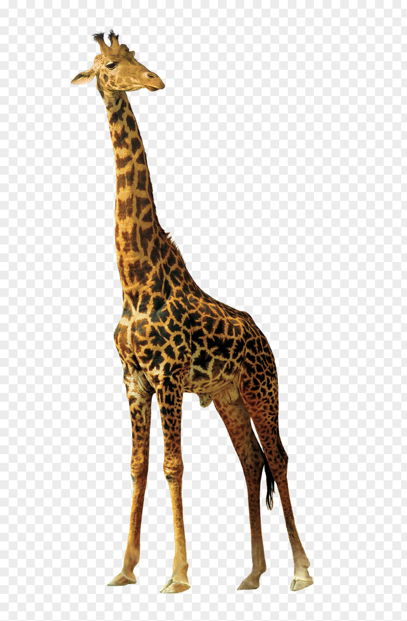 Animals Bandaid Clip Art Image Northern Giraffe Illustration PNG