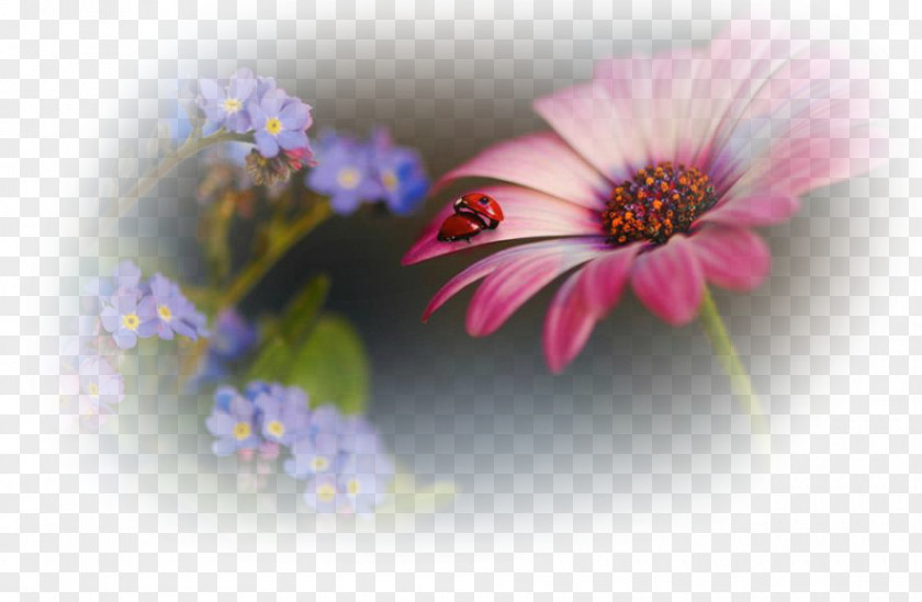Birthday Photography Desktop Wallpaper Image Flower PNG