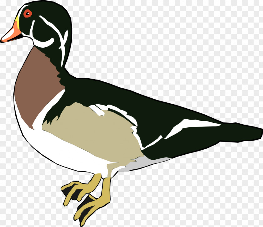 Duck Illustrations Donald American Pekin Mallard PNG