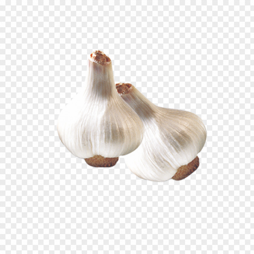 Fresh Garlic PNG