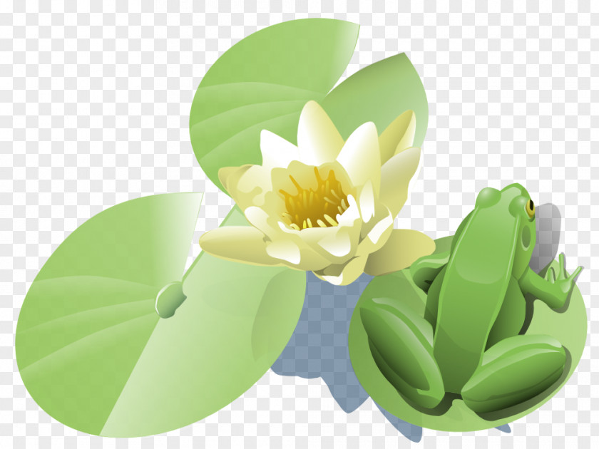 Frog Pics Water Lily Clip Art PNG
