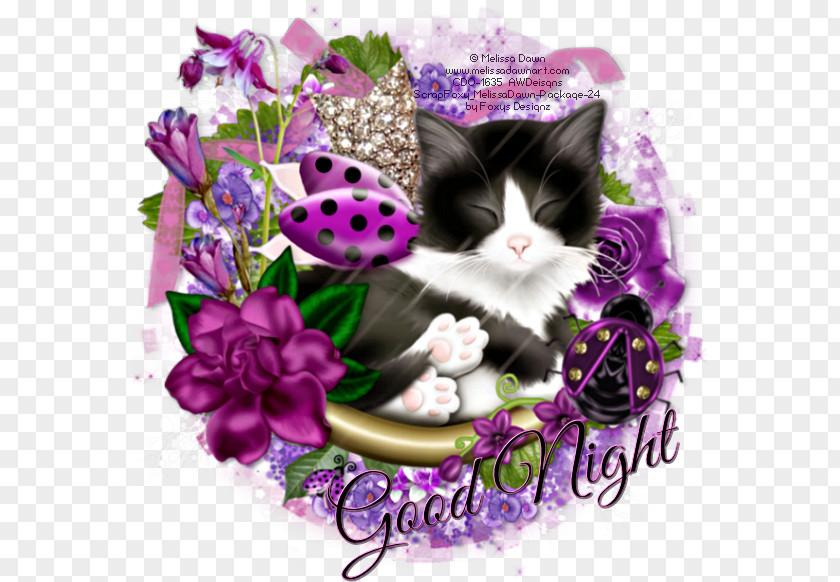 Kitten Cat Night Evening Day PNG