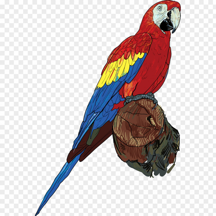 Parrot On Tree Branch PNG