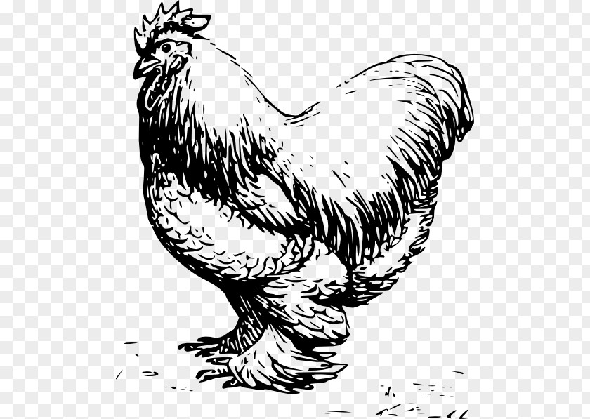Running Chicken Wyandotte Plymouth Rock Leghorn Silkie Dorking PNG