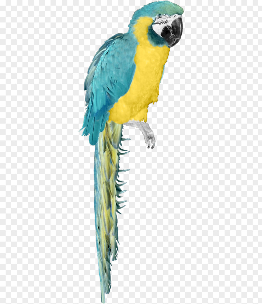 Bird Budgerigar Macaw Clip Art PNG