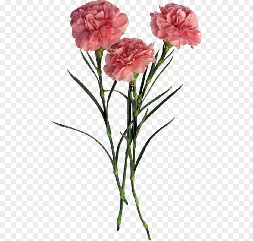 Flower Garden Roses Carnation PNG