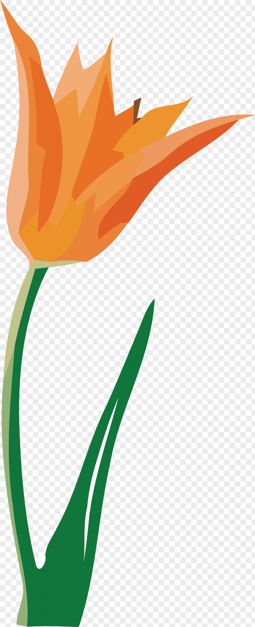 Flower PNG