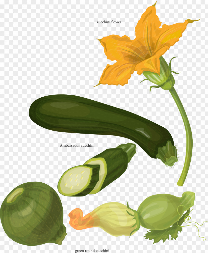 Pumpkin Flowers And More Varieties Of Zucchini Botany Drawing Illustration PNG