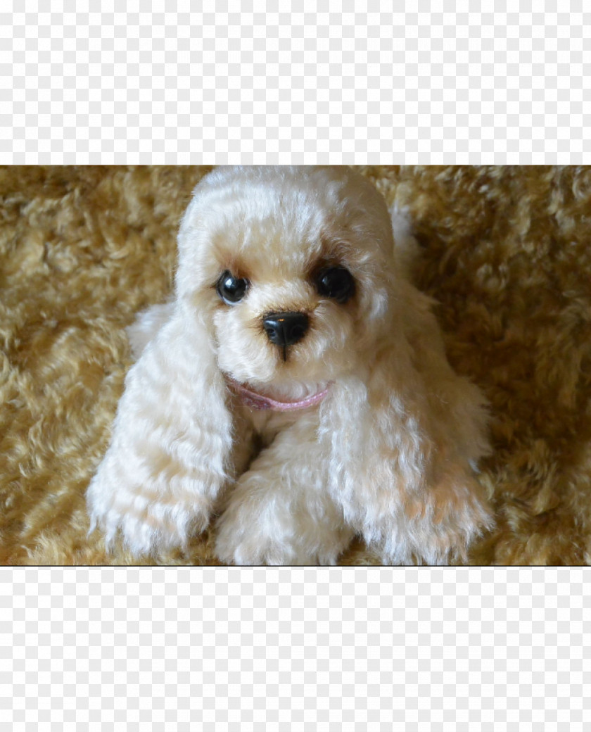 Puppy Miniature Poodle Toy Cockapoo Maltese Dog Schnoodle PNG