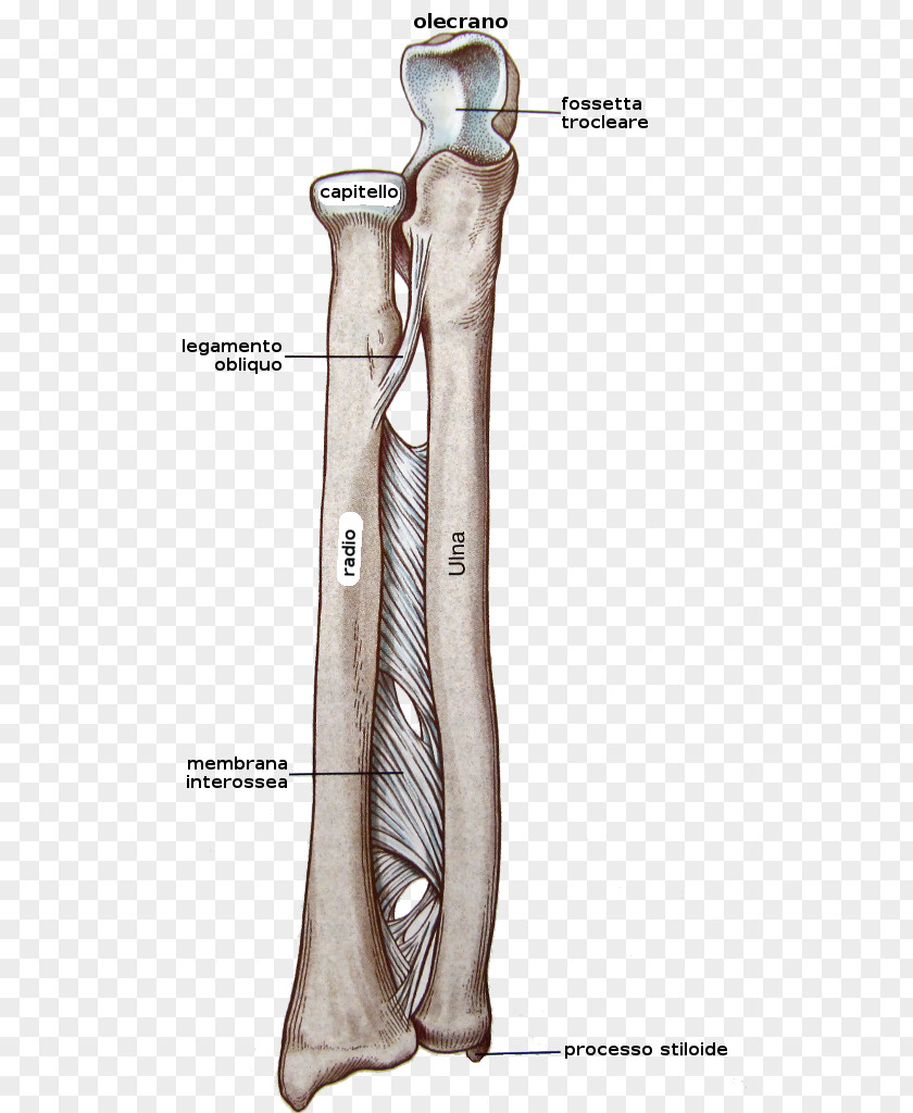 Arm Interosseous Membrane Of Forearm Bone PNG
