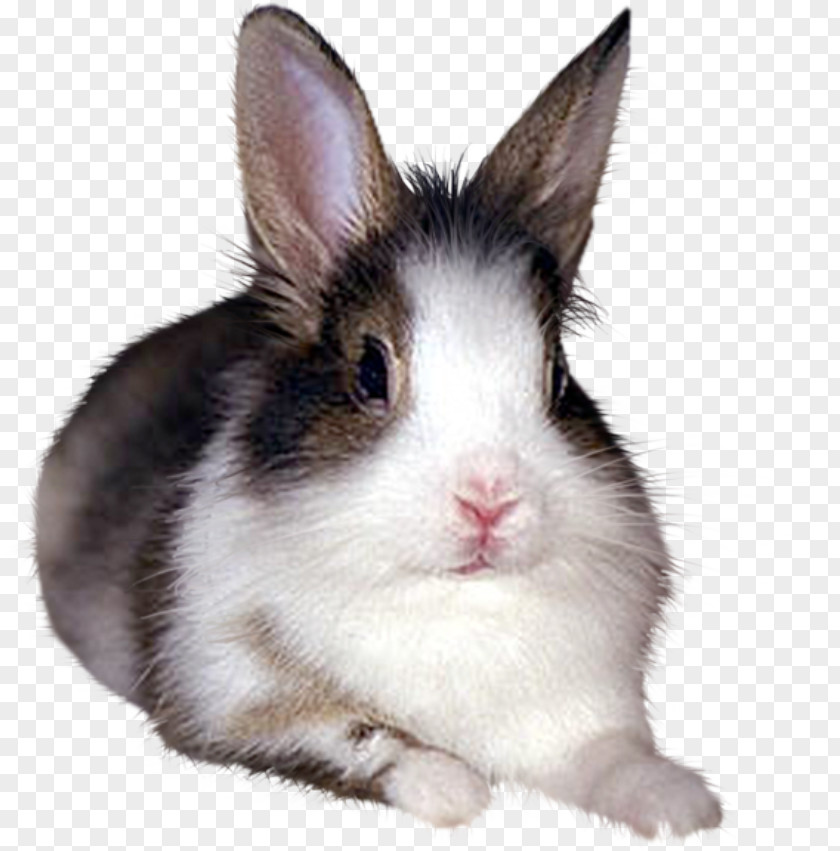 Black Rabbit Domestic European White PNG