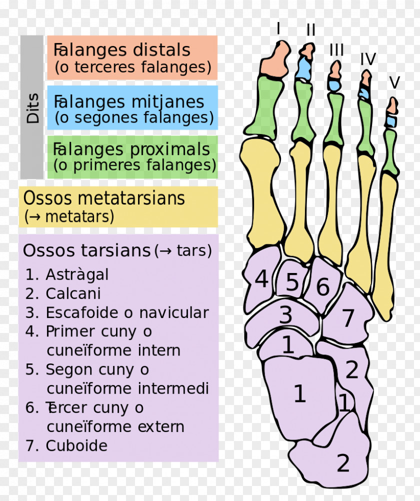 Bruch Finger Foot Tarsus Bone Toe PNG