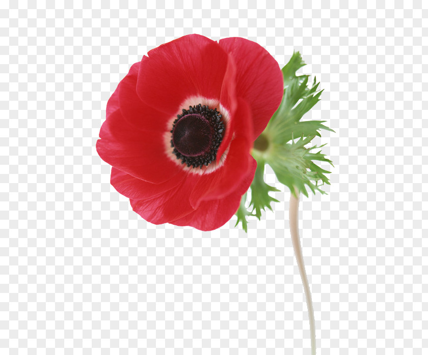 Common Poppy Wildflower Prickly Poppies PNG