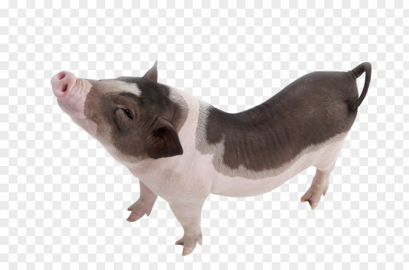 Funny Pig Vietnamese Pot-bellied Domestic Dog PNG