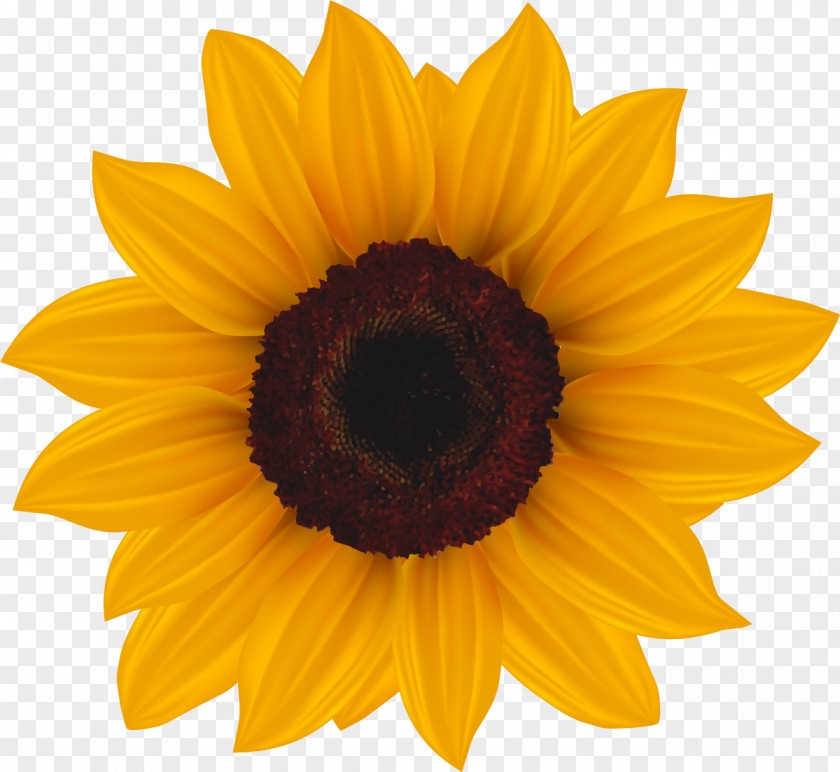 Golden Chrysanthemum Common Sunflower Clip Art PNG
