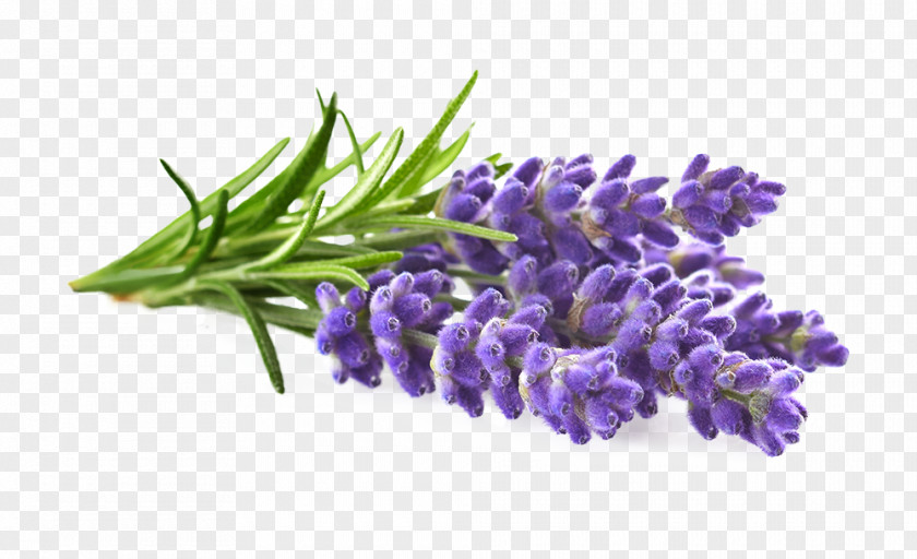 Oil English Lavender Brilliantine Hair Styling Products PNG