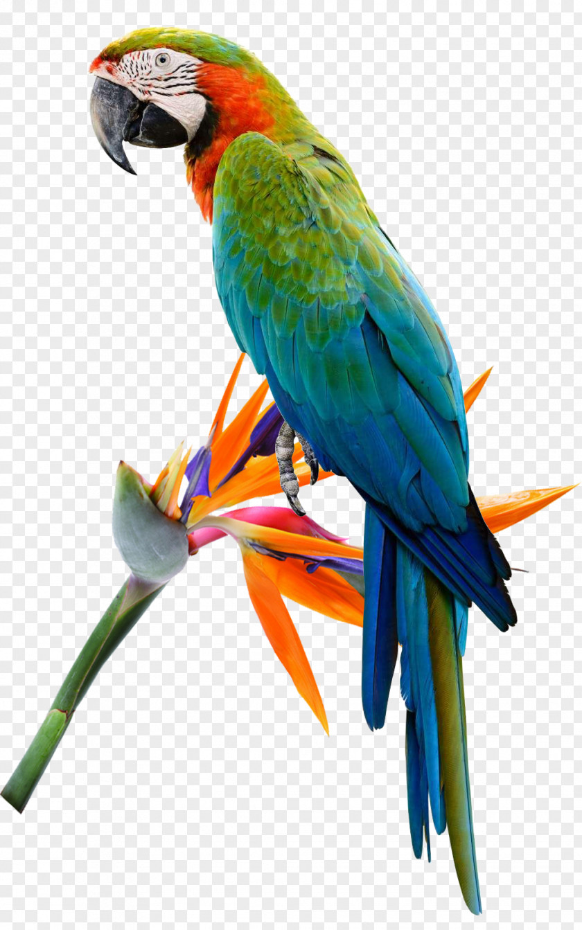 Parrot Flower Bird Cockatoo Budgerigar Macaw Parakeet PNG