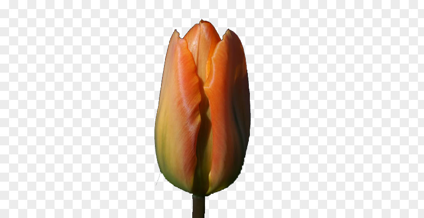 Tulip Bud Flower Download PNG